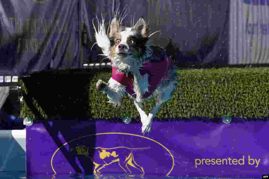 A dog participates in Dock Diving during the Annual Westminster Kennel Club Dog Show at USTA Billie Jean King National Tennis Center in New York City, May 6, 2023.