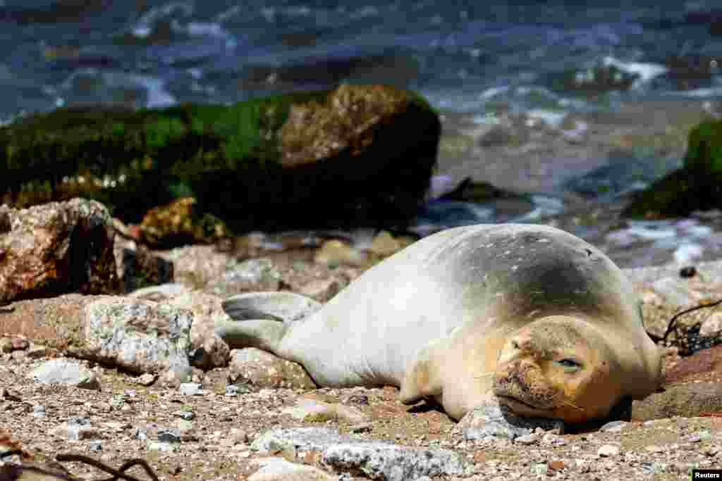 An endangered and rare female Mediterranean monk seal is seen on the shore of Jaffa in Israel.