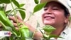 Agricultora enseña prácticas contra el cambio climático en su comunidad