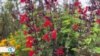 Carrera contra el reloj para no perder los secretos curativos que esconden las plantas