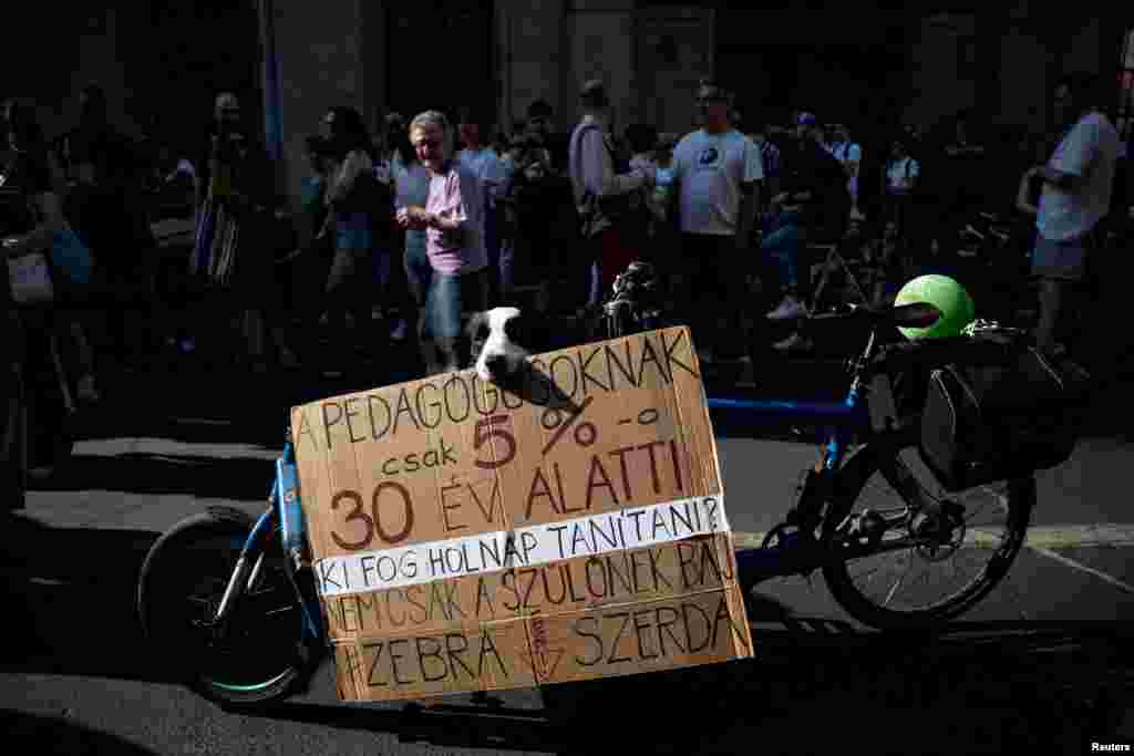 A dog holds a sign during a demonstration against the Hungarian government&#39;s Status Law, which may increase teachers&#39; workloads and restrict their independence in Budapest, Hungary. The placard reads: &quot;Only 5% of teachers are under 30. Who will be teaching tomorrow?&quot;