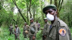 Sango ya Mokili Lelo: Bato ba manduki babomi basali banei ba ICCN na Lubero