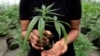 Arhivo - Los fabricantes de cervezas buscan expandir su clientela, creando bebidas no alcohólicas, con cannabis.