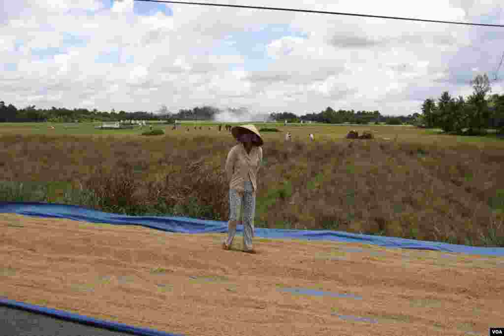Lúa tiếp tục được phơi bên đường. 14/9/2012. (D. Schearf/VOA)