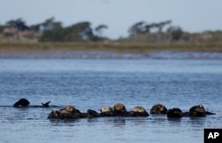 FILE - Sea otters are seen together along the Elkhorn Slough in Moss Landing, Calif., on March 26, 2018. (AP Photo/Eric Risberg, File)