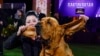 Trumpet, a Bloodhound, Is Westminster Top Dog