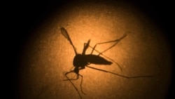El incremento de casos de dengue provocó la activación de una alerta epidemiológica en Guatemala. 