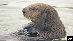 FILE - A sea otter is seen in the estuarine water of Elkhorn Slough, Monterey Bay, Calif., on Aug. 3, 2018. (Emma Levy via AP)
