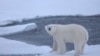 "Polar Bear" Mafi Yawan Shekaru A Duniya Ta Mutu