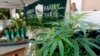 加州大麻合法化 门市络绎不绝