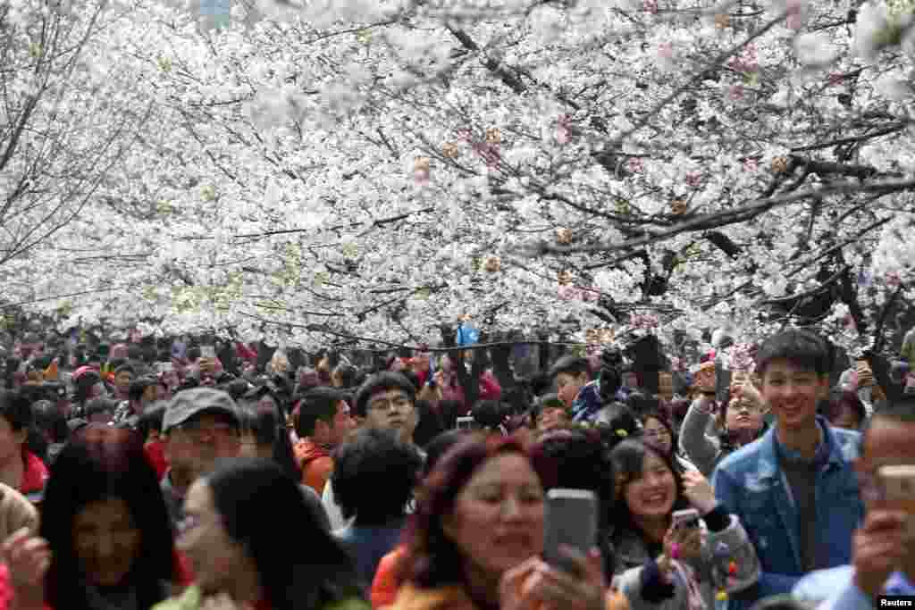 2017年3月21日，中国江苏省南京市，花海，人海，游客自拍。