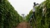 Climate Change Could Destroy Farms in Africa 