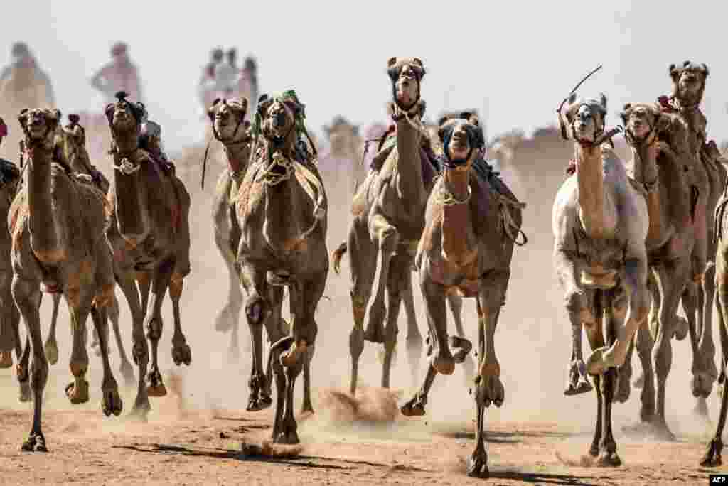 Camels run on a dirt track during a race in Egypt's South Sinai desert.