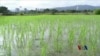 解决中国土壤污染问题任重道远