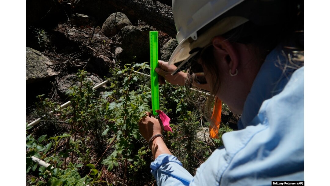 Maddie Wilson measures the height of a seedling at a reforestation test site on Tuesday, June 11, 2024, in Bellvue, Colorado. (AP Photo/Brittany Peterson)