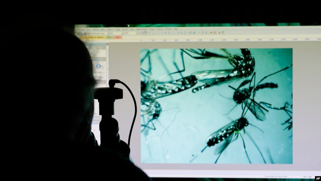 FILE - A natural resources officer looks through a microscope at Aedes aegypti mosquitoes in Pembroke Pines, Florida, June 28, 2016. 