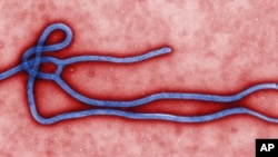 Ebola virus