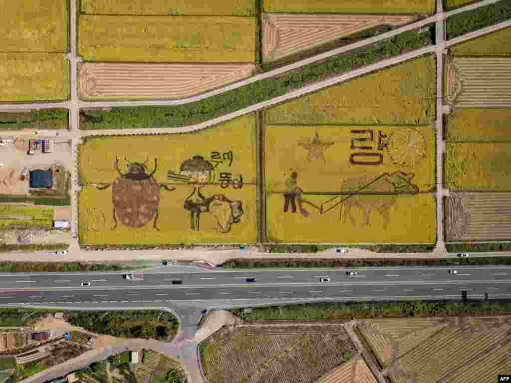 In an aerial photo taken on Oct. 7, 2020, 'rice art' is displayed in a rice field in Suncheon, South Korea.