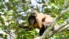 Scientists: Monkeys Used Raft to Cross Ocean
