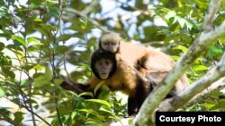 Seven teeth found during excavations involving the Panama Canal's expansion show monkeys resembling today's capuchins, pictured, traveled from South America to North America before the two continents joined together. (File photo by Luciano Candisan)