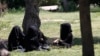 IS Fighter Executes His Mother in Syrian Town Square