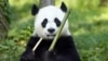 Hai chú gấu trúc đang ăn tre tại cơ sở Bảo tồn gấu trúc ở Wolong, tỉnh Tứ Xuyên, ngày 30/10/2012.