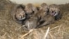 Smithsonian Releases Video of Baby Cheetahs