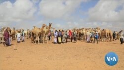 ፈነወ ድምጺ ኣመሪካ ቋንቋ ትግርኛ ሓምለ 13,2022