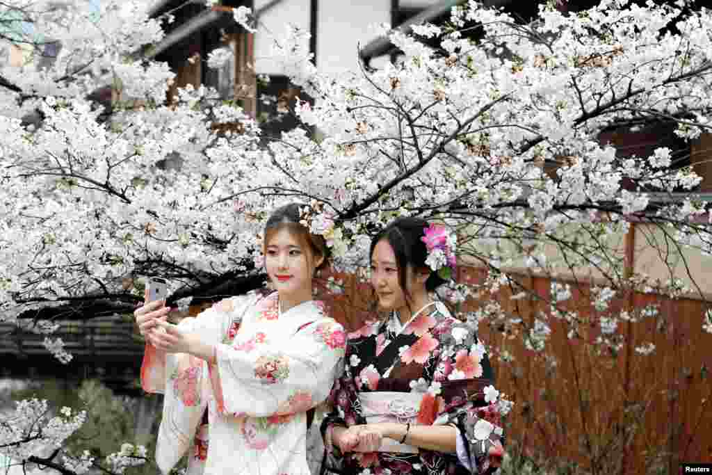 日本京都市，女子穿和服在樱花树下拍照（2017年4月7日）。套用中国古诗来说，4月7日天气新，樱花树边多丽人，人面樱花交相映。2018年3月9日中国携程公司的《2018全球赏花旅游趋势报告》说，以油菜花、桃花、樱花为关键字的搜索量环比增长超过500%。 报告预计， 今年樱花季3月下旬到4月下旬将有60万中国游客赴日本赏樱。