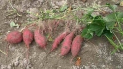 Las batatas se han encontrado en las islas Polinesias y en América. Pero, ¿fueron traídas a América o llevadas a Polinesia?.