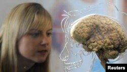 "Teenager, meet a brain. Brain, meet a teenager." (REUTERS/FILE PHOTO)