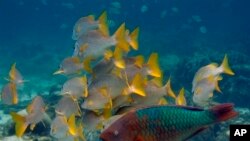 Many fish and other marine life are moving toward cooler waters because of climate change.