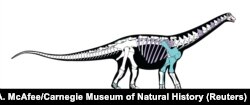 FILE - A skeletal reconstruction of the titanosaurian dinosaur Mansourasaurus shahinae from the Late Cretaceous of the Dakhla Oasis, Egypt, is pictured in this undated handout image obtained by Reuters Jan. 29, 2018.