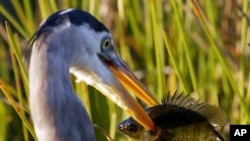A Great Blue Heron