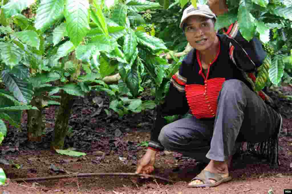 Nhà trồng cà phê Mã Chương giới thiệu cách tưới nhỏ giọt. (D. Schearf/VOA)
