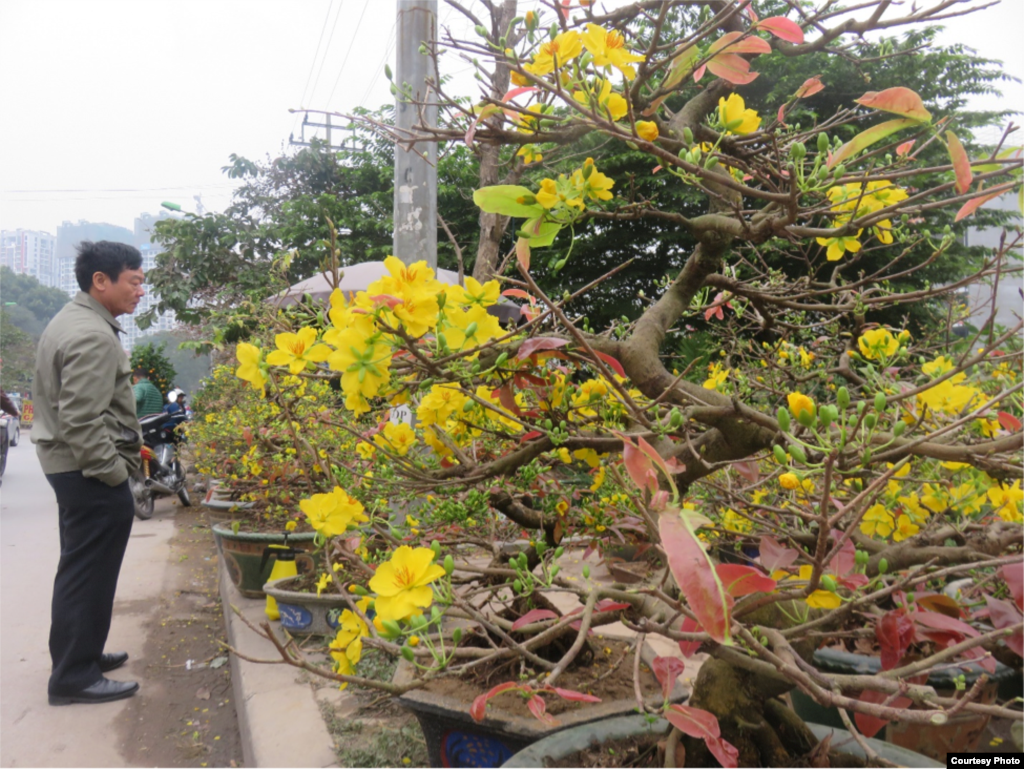 Hoa mai từ Miền Nam ra thủ đô đón Tết.