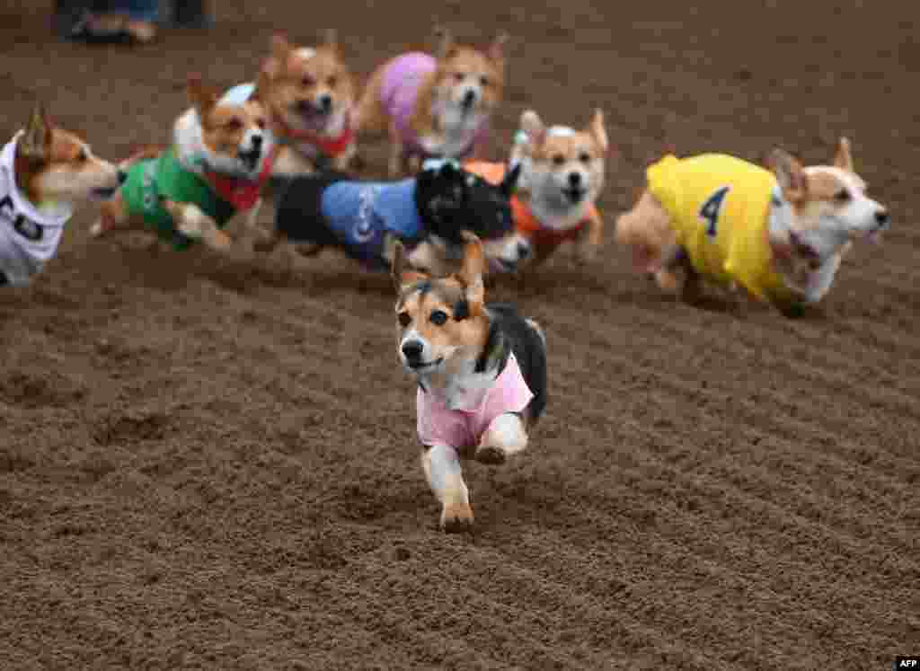 Corgi dogs race during the Southern California &quot;Corgi Nationals&quot; championship at the Santa Anita Horse Racetrack in Arcadia, California, May 26 2019.