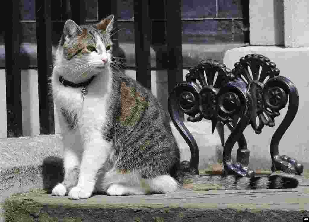 But who is staying? Larry the cat will remain at 10 Downing Street and will keep his "chief mouser" position.