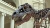 World’s Most Popular Dinosaur on the Move at Chicago’s Field Museum 