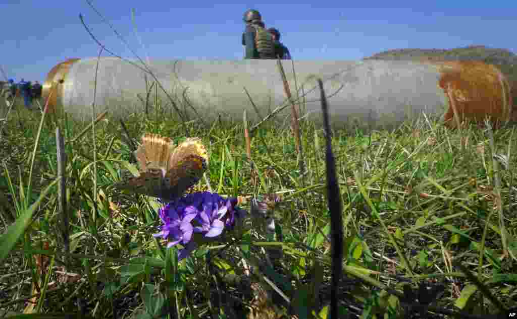 A butterfly sits on a flower near a fragment of a rocket after shelling by Azerbaijan's artillery in Stepanakert, in the separatist region of Nagorno-Karabakh.
