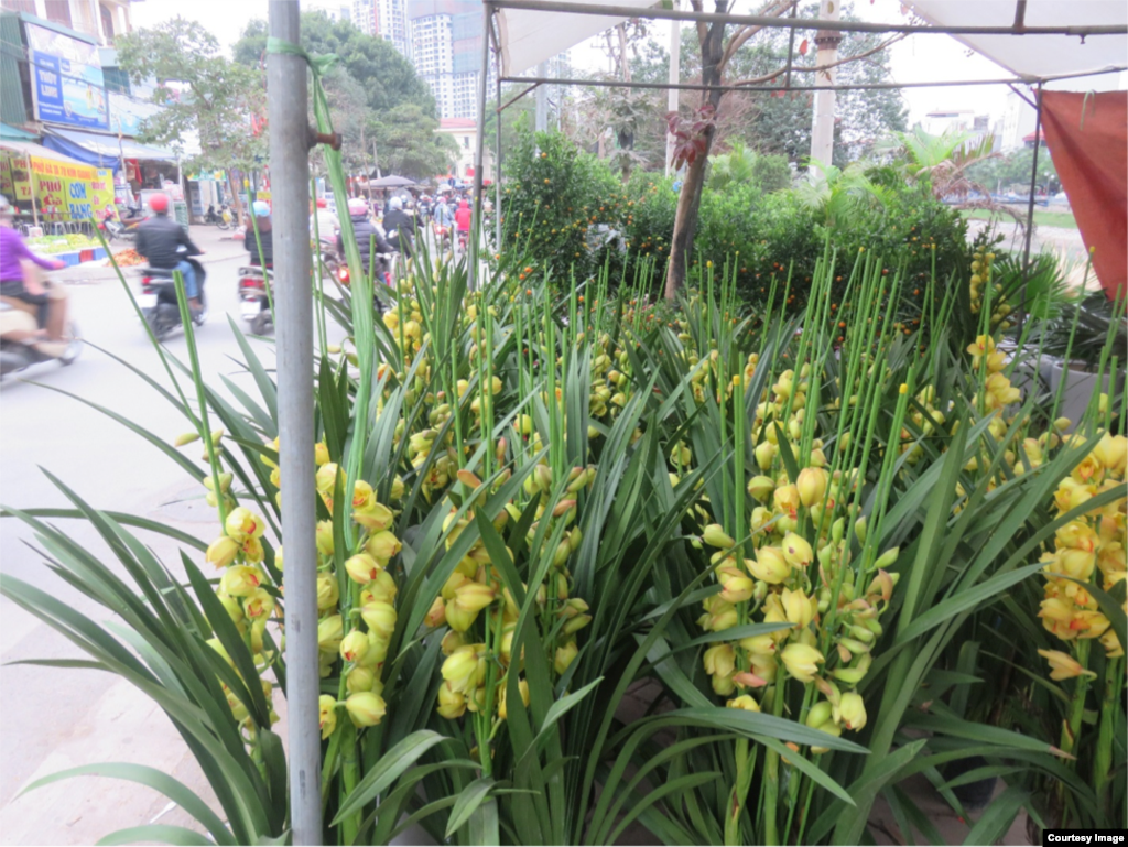 Quất và hoa lan là những loại cây trang trí Tết quen thuộc của người dân Hà Nội.