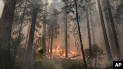 Las llamas ya han quemado unas 78 mil hectáreas de bosques, incluyendo parte del Parque Nacional de Yosemite.