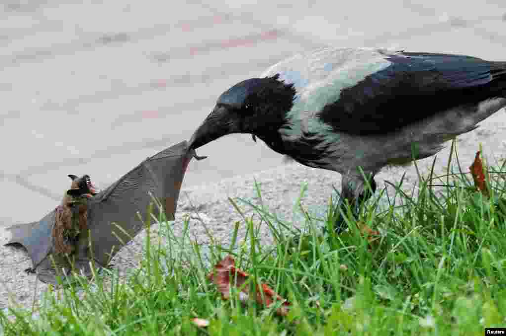 A crow attacks a bat in central Kyiv, Ukraine.